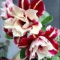 10 PCS Seeds Pinkish Red & Dark Red Mixed Adenium Bonsai Flowers