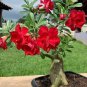 10 PCS Seeds Pinkish Red & Dark Red Mixed Adenium Bonsai Flowers