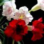 10 PCS Seeds Pinkish Red & Dark Red Mixed Adenium Bonsai Flowers