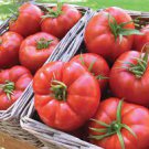 5 PCS Seeds Pinkish Red Tomato Big Apple-sized Fruit