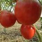5 PCS Seeds Pinkish Red Tomato Big Apple-sized Fruit