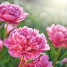 5 PCS Seeds Pivoine Japanese Peony Flower