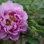 5 PCS Seeds Pivoine Japanese Peony Flower