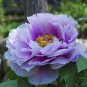 5 PCS Seeds Pivoine Japanese Peony Flower