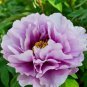 5 PCS Seeds Pivoine Japanese Peony Flower