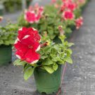 100 PCS Seeds Pixie Dust Combination Petunia Annual Plant Bonsai Flower