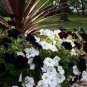 100 PCS Seeds Pixie Dust Combination Petunia Annual Plant Bonsai Flower