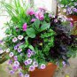 100 PCS Seeds Pixie Dust Combination Petunia Annual Plant Bonsai Flower