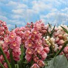 100 PCS Seeds plan Seeds Cymbidium orchid Cymbidium 100 PCS Seeds plan Seeds Cymbidium orchid Cymbidium