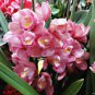 100 PCS Seeds plan Seeds Cymbidium orchid Cymbidium