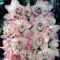 100 PCS Seeds plan Seeds Cymbidium orchid Cymbidium