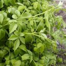 100 PCS Seeds Plant Herb Jiaogulan Grow Medicine Herbs Tea