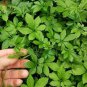 100 PCS Seeds Plant Herb Jiaogulan Grow Medicine Herbs Tea