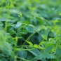 100 PCS Seeds Plant Herb Jiaogulan Grow Medicine Herbs Tea