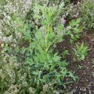 200 PCS Seeds Plant Saposhnikoviae Radix Grow Bei Fang Feng 200 PCS Seeds Plant Saposhnikoviae Radix Grow Bei Fang Feng