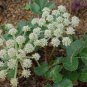 200 PCS Seeds Plant Saposhnikoviae Radix Grow Bei Fang Feng