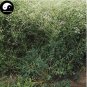 200 PCS Seeds Plant Saposhnikoviae Radix Grow Bei Fang Feng