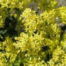 200 PCS Seeds Plant Traditional Medicine Herb Isatis Tinctoria Grow Indigowoad Root Ban LAN Gen