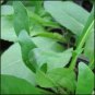 200 PCS Seeds Plant Traditional Medicine Herb Isatis Tinctoria Grow Indigowoad Root Ban LAN Gen
