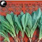 200 PCS Seeds Plant Traditional Medicine Herb Isatis Tinctoria Grow Indigowoad Root Ban LAN Gen