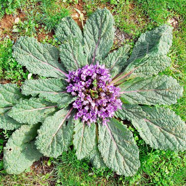 100 PCS Seeds Plant World Seeds Mandragora officinarum (mandrake)