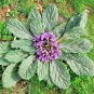 100 PCS Seeds Plant World Seeds Mandragora officinarum (mandrake)
