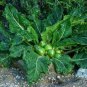 100 PCS Seeds Plant World Seeds Mandragora officinarum (mandrake)