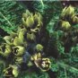 100 PCS Seeds Plant World Seeds Mandragora officinarum (mandrake)