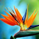 100 PCS Seeds Plants Flowers Strelitzia Reginae Plants Bird of Paradise Flower