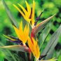 100 PCS Seeds Plants Flowers Strelitzia Reginae Plants Bird of Paradise Flower