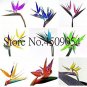 100 PCS Seeds Plants Flowers Strelitzia Reginae Plants Bird of Paradise Flower