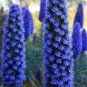 100 PCS Seeds Plants Pride of Madeira Bonsai