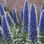 100 PCS Seeds Plants Pride of Madeira Bonsai