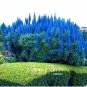 100 PCS Seeds Plants Pride of Madeira Bonsai