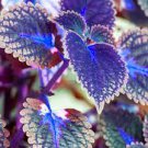 100 PCS Seeds Plectranthus Coleus Seeds Bluish Blue Color