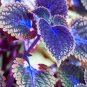 100 PCS Seeds Plectranthus Coleus Seeds Bluish Blue Color