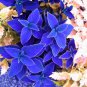 100 PCS Seeds Plectranthus Coleus Seeds Bluish Blue Color