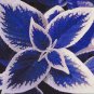 100 PCS Seeds Plectranthus Coleus Seeds Bluish Blue Color