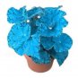100 PCS Seeds Plectranthus Coleus Seeds Bluish Blue Color