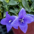 100 PCS Seeds Platycodon grandiflorus Mixed 100 PCS Seeds Platycodon grandiflorus Mixed