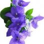 100 PCS Seeds Platycodon grandiflorus Mixed