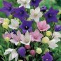 100 PCS Seeds Platycodon grandiflorus Mixed