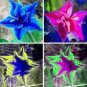 100 PCS Seeds Platycodon grandiflorus Mixed