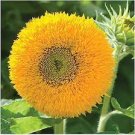 10 PCS Seeds Pleniflorous Fuzzy Sunflower 10 PCS Seeds Pleniflorous Fuzzy Sunflower