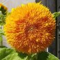 10 PCS Seeds Pleniflorous Fuzzy Sunflower