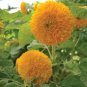10 PCS Seeds Pleniflorous Fuzzy Sunflower