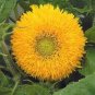 10 PCS Seeds Pleniflorous Fuzzy Sunflower