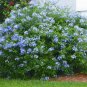 100 PCS Seeds Plumbago Auriculata Bonsai Exotic Perennial Flowers