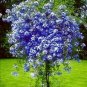 100 PCS Seeds Plumbago Auriculata Bonsai Exotic Perennial Flowers