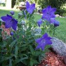 100 PCS Seeds Platycodon grandiflorus Mixed 100 PCS Seeds Platycodon grandiflorus Mixed